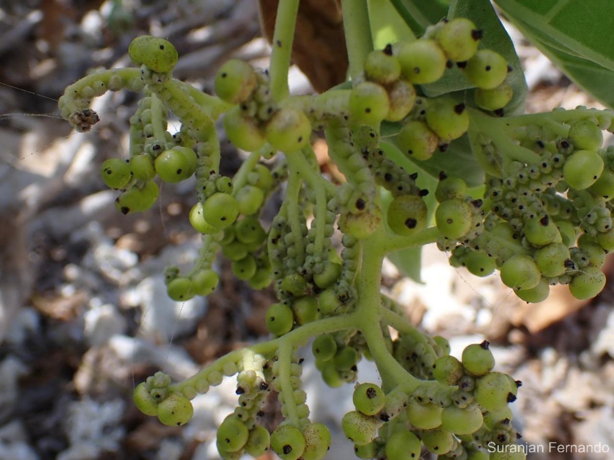 Heliotropium arboreum (Blanco) Mabb.